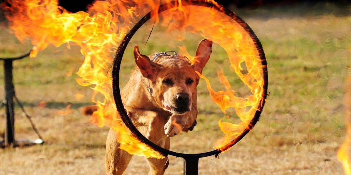 Samenwerken aan projecten zonder elkaars pijn te voelen